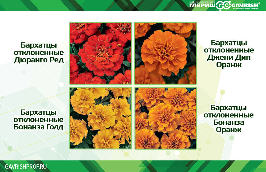 Дилемма бархатцев читать. Тагетес рисунок. Бархатцы прямостоячие ботанический рисунок. Бархатцы для детей. Бархатцы отклонённые "аура желтая.