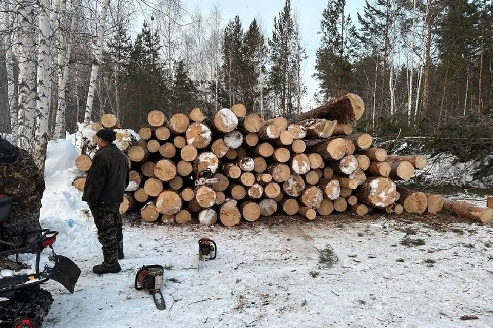     В Нижней Ельцовке вырубают деревья. Фото: предоставлено местными активистами