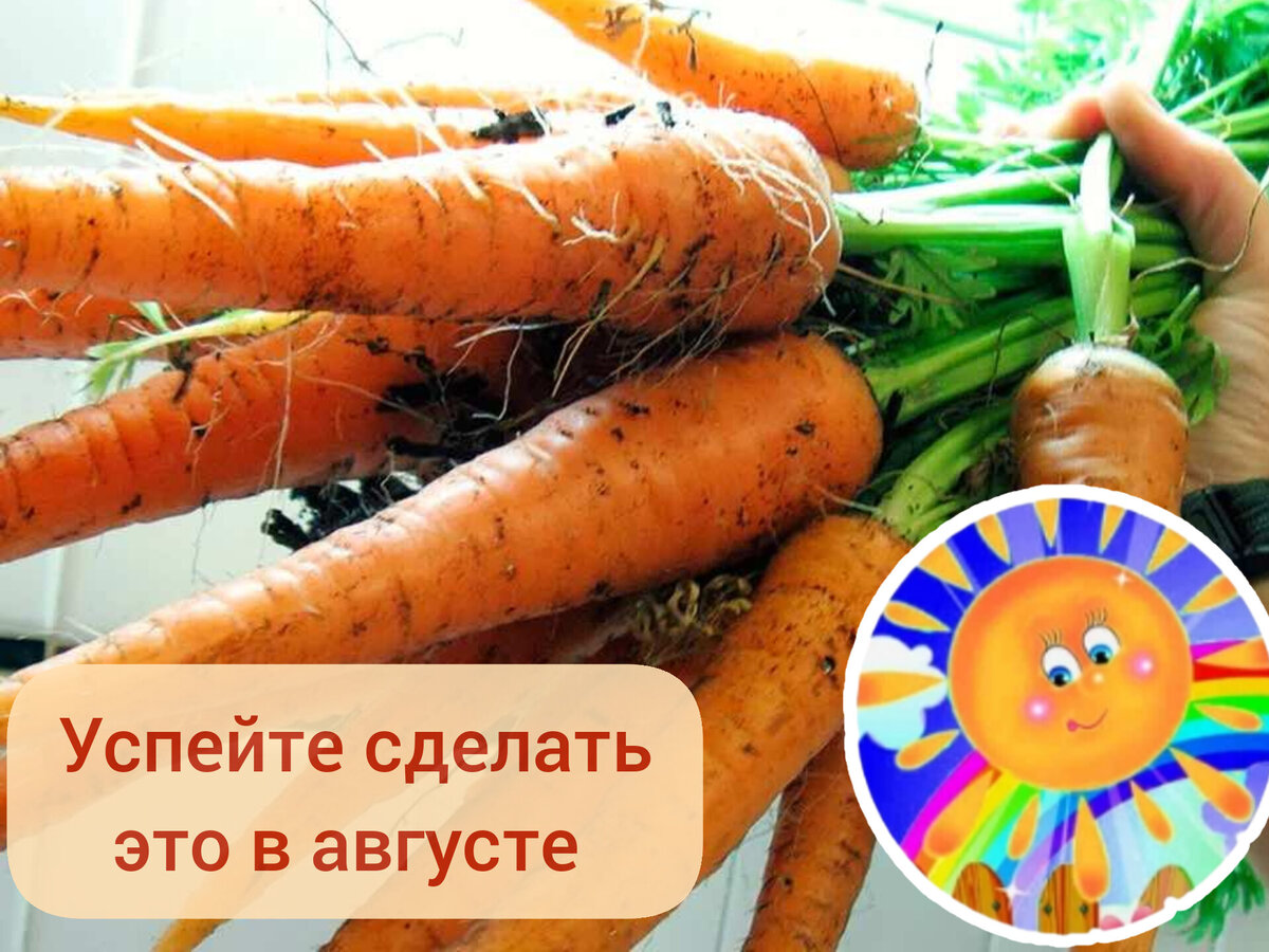 Морковь сладкая помадка