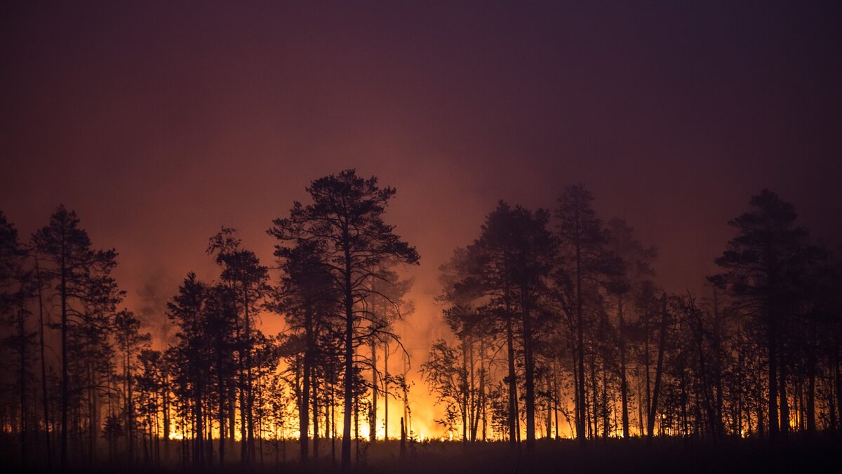    В Югре локализовали больше половины природных пожаров