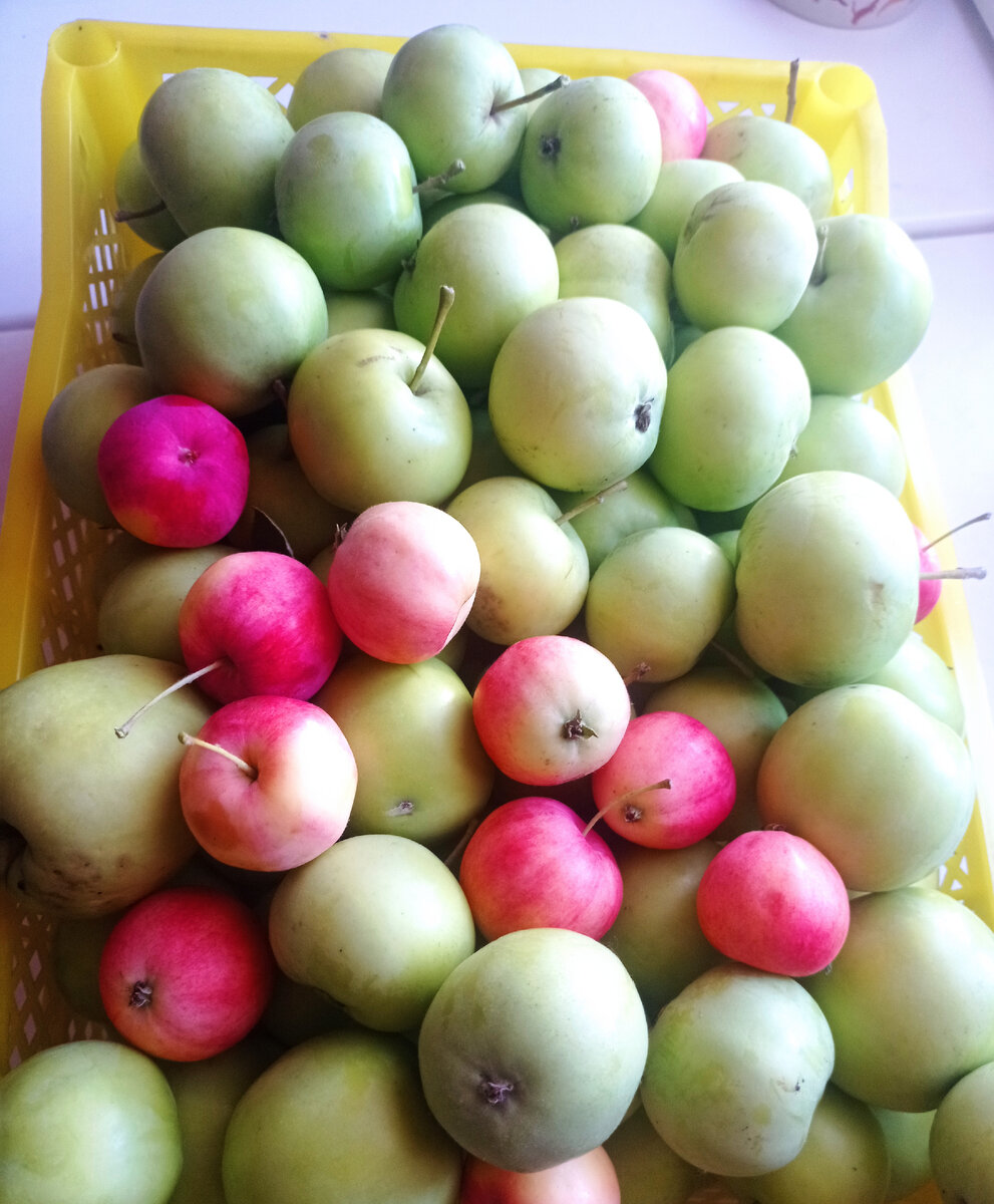 Яблоки собираю и раздаю