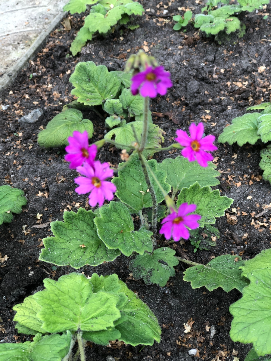 Примула гейхеролистная