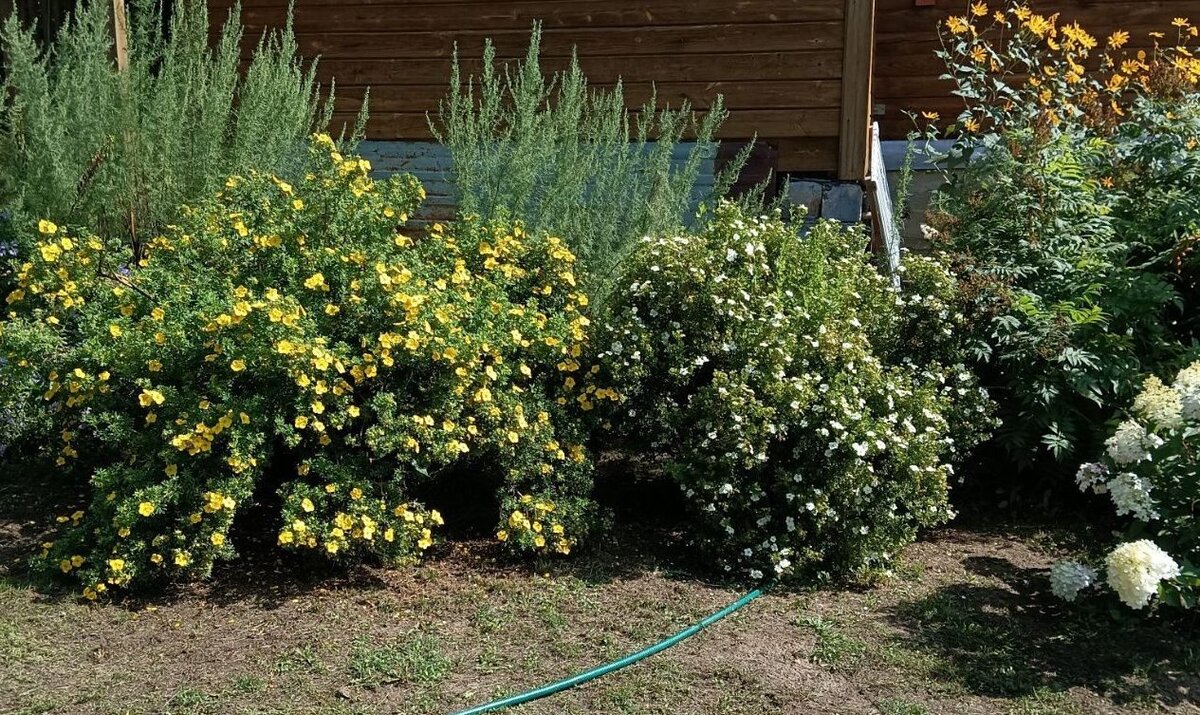 Лапчатка или курильский чай