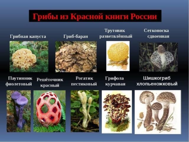 ‎App Store: Mushroom Identificator гриб