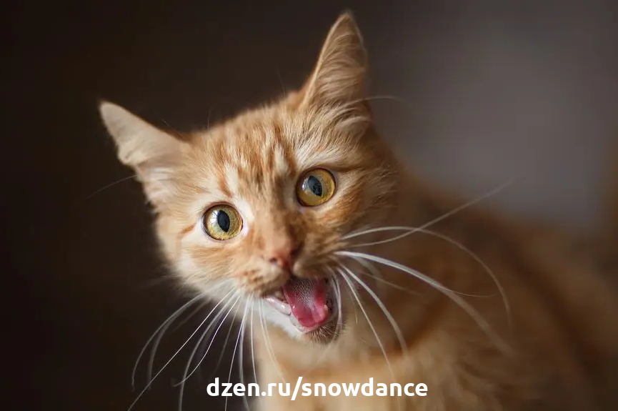  Всем привет!!! Рыжие кошки - это круто! Вот 8 самых удивительных фактов о рыжих кошках. Они являются одними из самых желанных кошек.