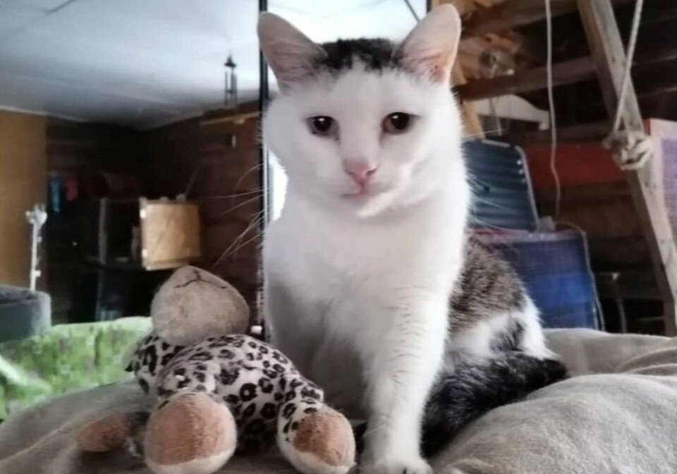    Фото: АНО «KOTAYPA»