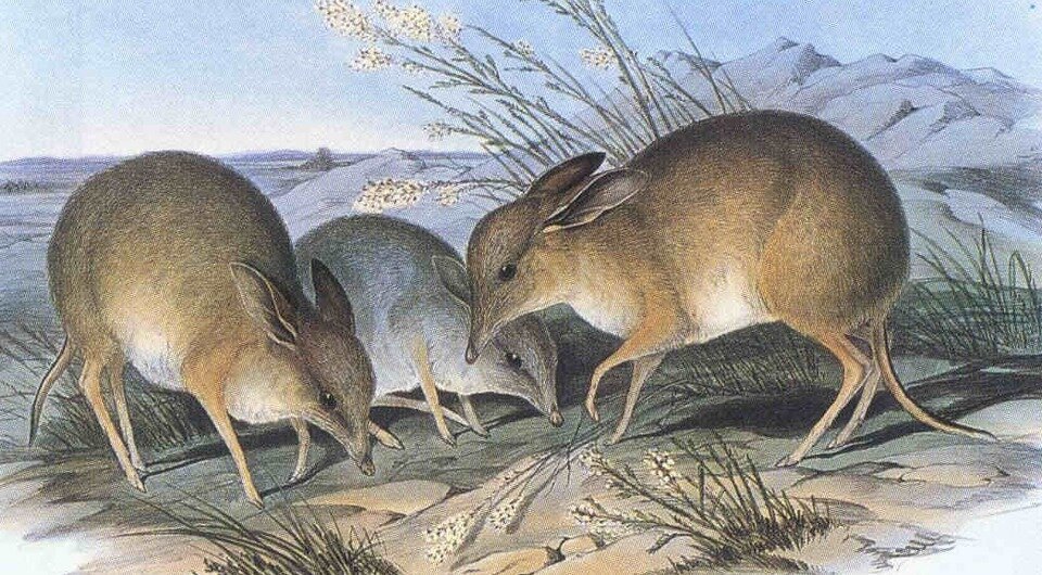   John Gould / Wikimedia Commons / Public domain