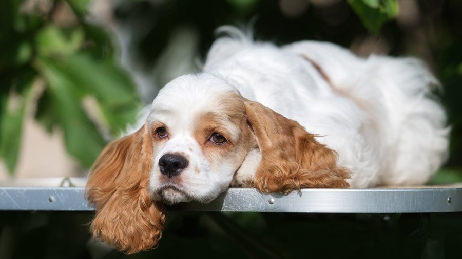 Симптомы гипогликемии у собак