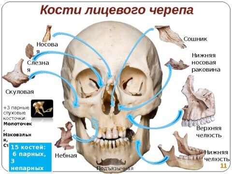  Кости лицевого черепа человека