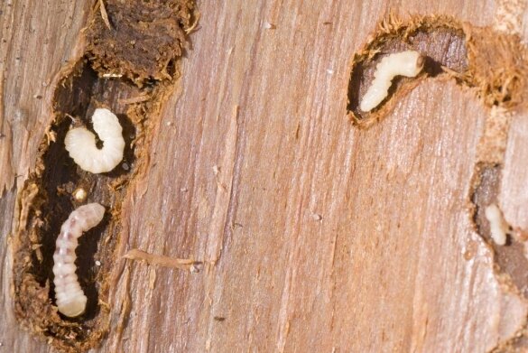 Как бороться с насекомыми – вредителями древесины