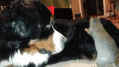 Белка закапывает орех в собаку - контролирует свое питание зимой