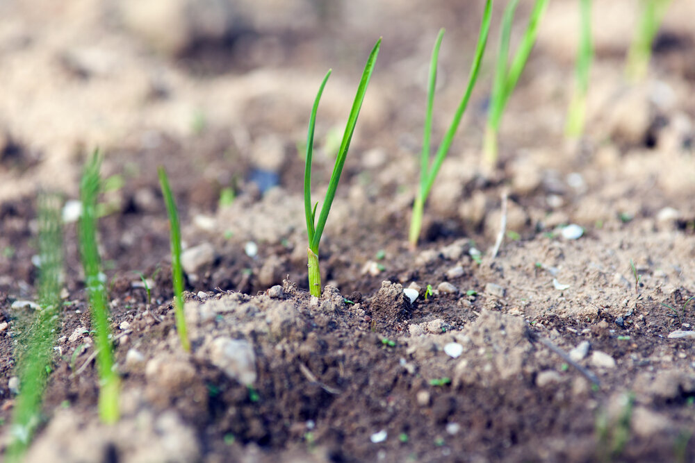 Источник: Depositphotos. После лука нужно сажать только определенные культуры