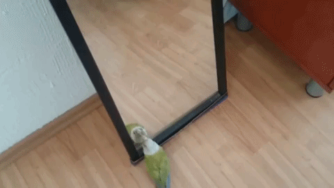 Попугай дерется с зеркалом