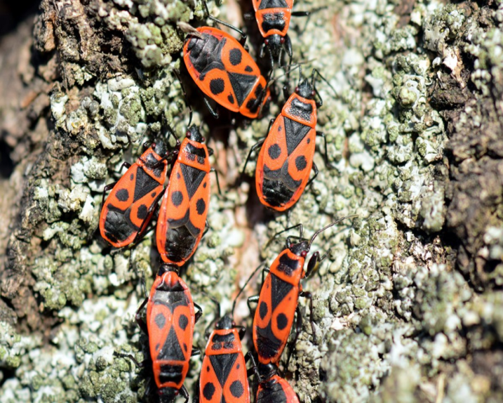 Клоп-солдатик или красноклоп бескрылый (Pyrrhocoris apterus)