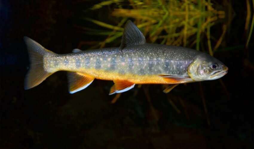 Salvelinus alpinus