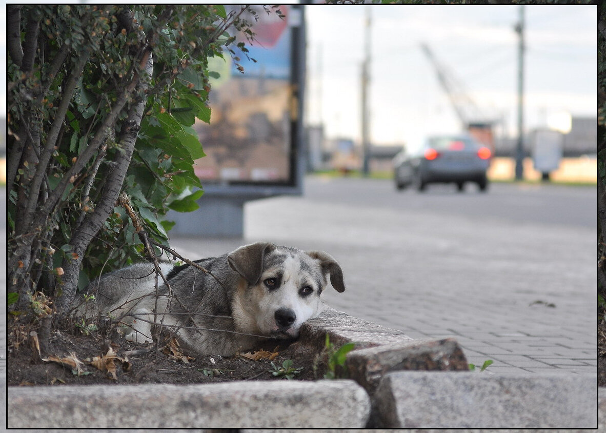 Жизнь собаки на улице