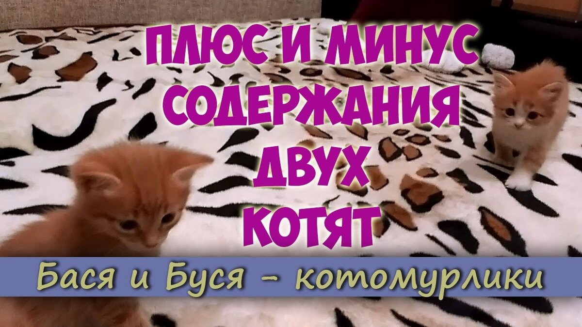 Минус песни про кота. Бася и Буся