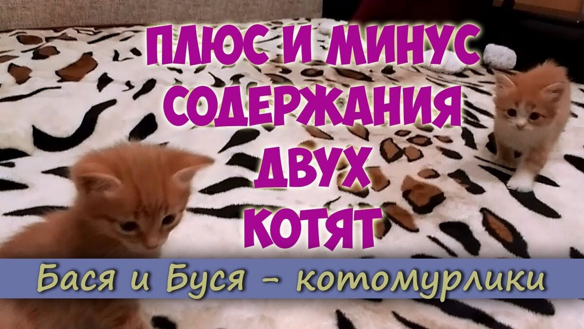 Плюс и минус содержания двух котят. Смешные котята | Ольга Уютная | Дзен