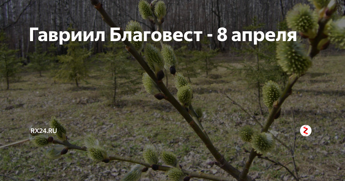 8 апреля. Гавриил Благовест 8 апреля. Народный праздник Гавриил Благовест. Гавриил Благовест 8 апреля открытки. Гавриил Благовест народный календарь.