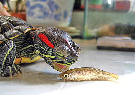 Как выбрать и обустроить аквариум для черепахи