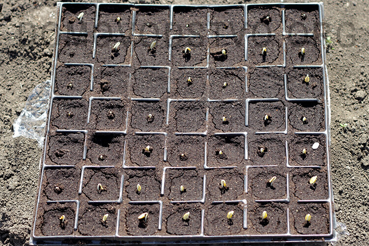 7-ое Апреля всходы огурца.