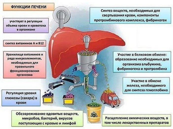 
Функции печени.
Печень является очень сложным органом, которая отвечает чуть ли не за каждую физическую функцию в организме. К примеру, к некоторым из ее функций относятся производство и хранение энергии; производство белков, жизненно важных для функционирования организма; обработка лекарств и отыгрывание важной роли в функционировании иммунной системы. 
