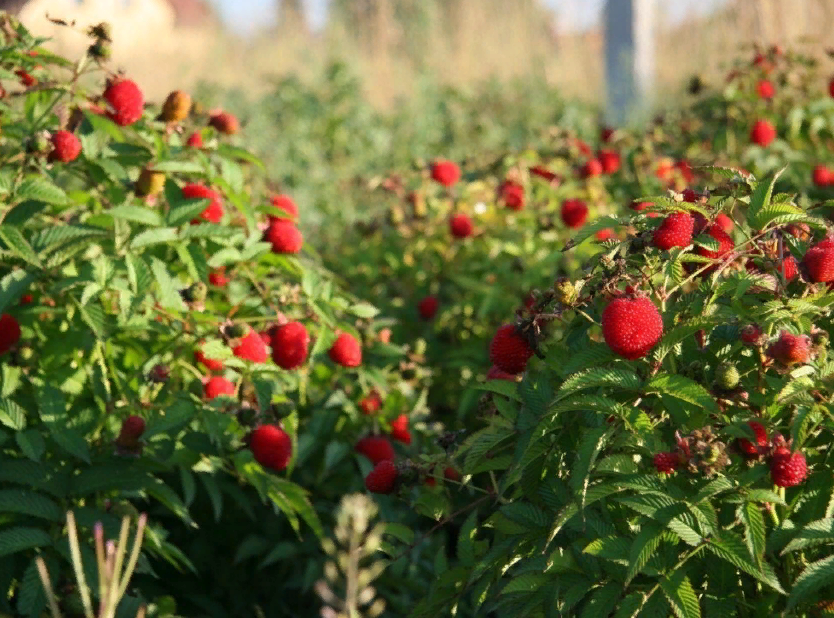 фото из интернета