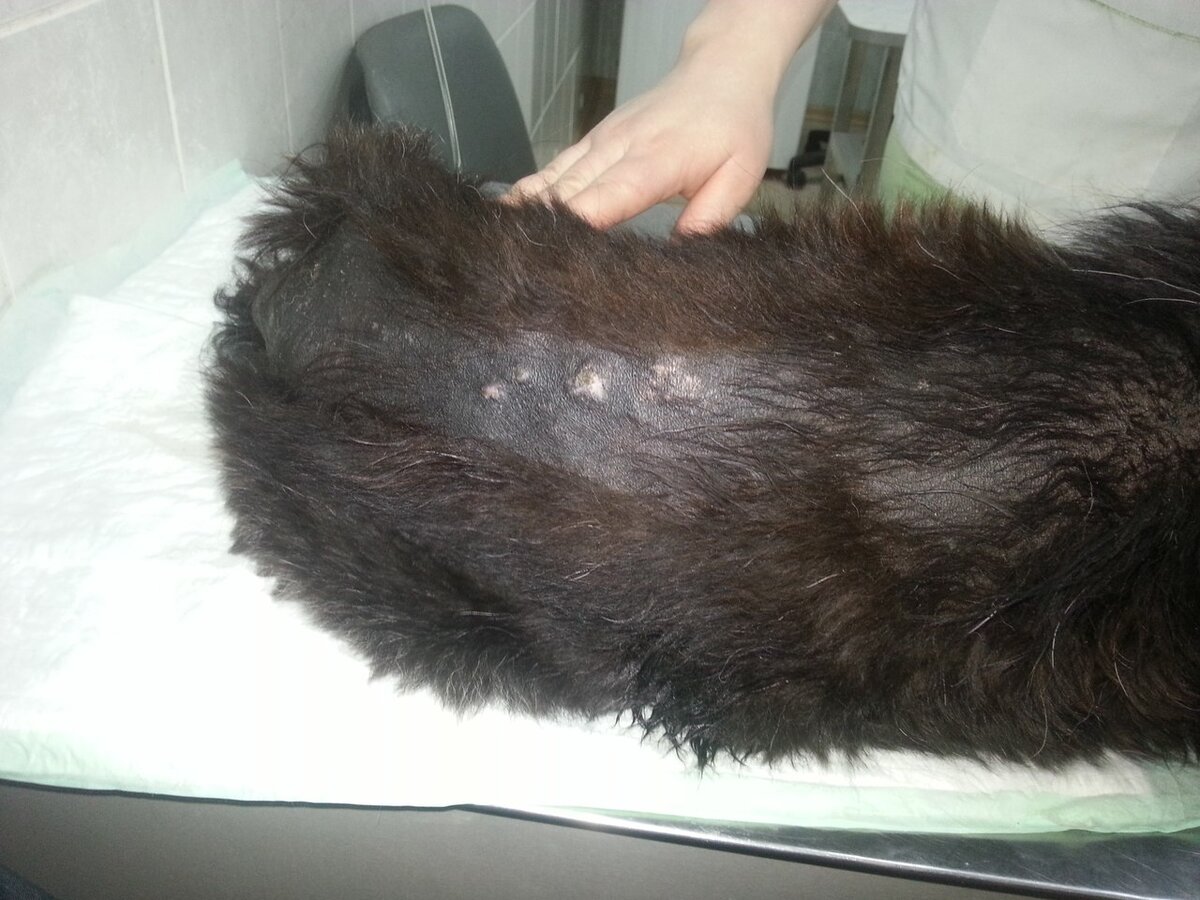 Результат неправильного питания - больная печень, авитаминоз, болезни полости рта, тусклая шерсть и частичная ее потеря