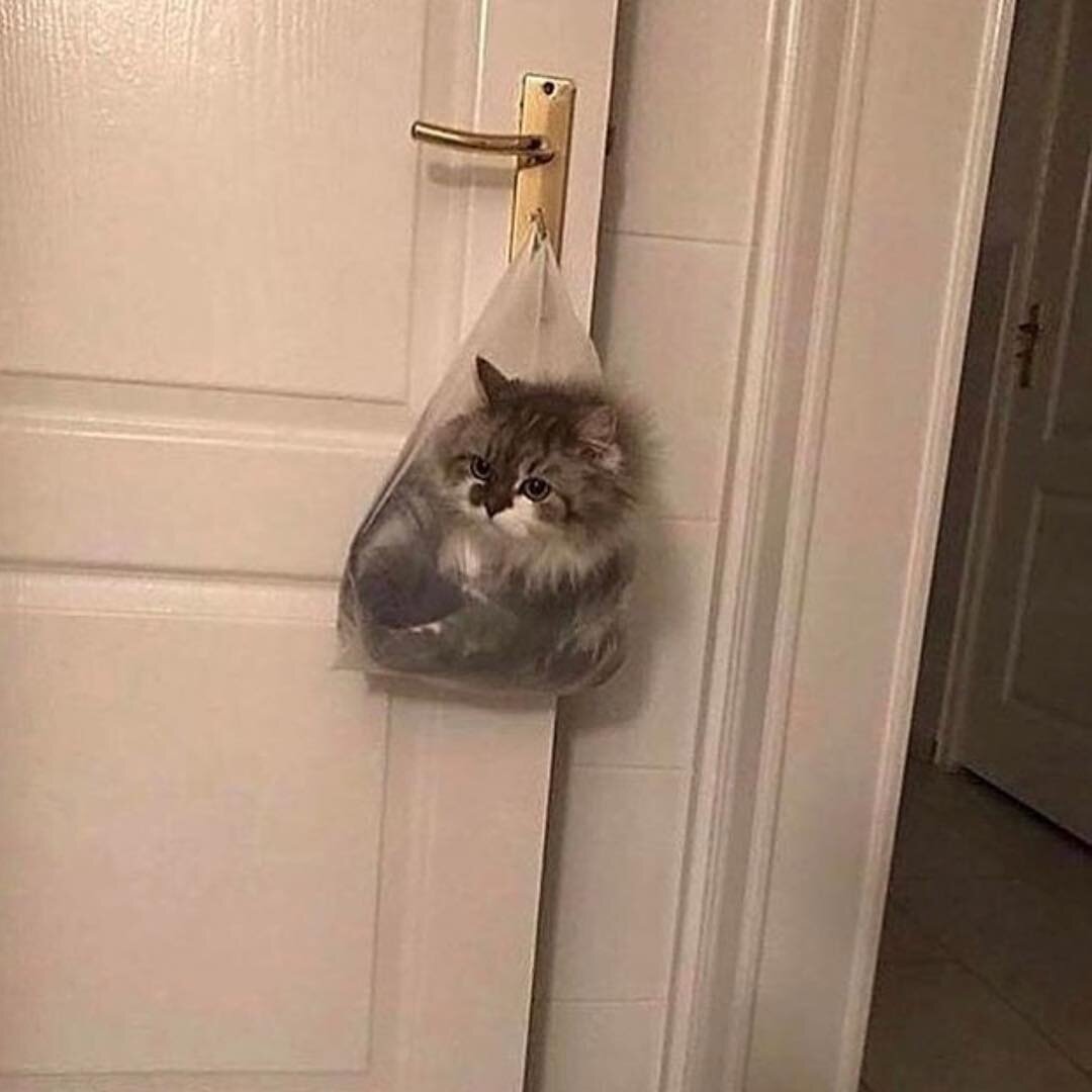 Кот в мешке... буквально