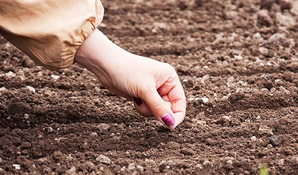 Для получения ранней весной урожая свеклы многие овощеводы культивируют подзимние посадки на грядках. Семена, высаженные осенью, отлично закаливаются. Ростки получаются крепкие, устойчивые к заморозкам, болезням, засухе. Чтобы вырастить качественные овощи, недостаточно учитывать технологию посадки, важно знать сроки посева, подходящие виды, особенности совместимости корнеплодов с другими культурами.