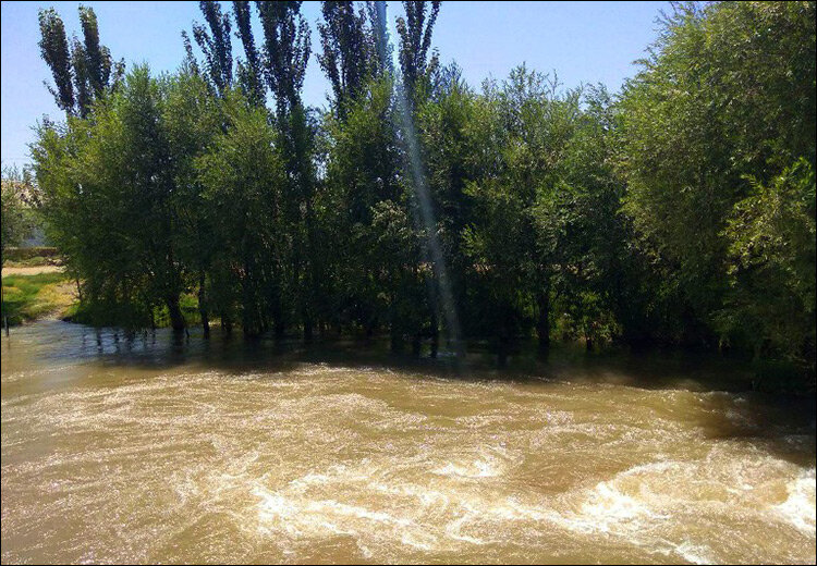 Деревья на канале в Сурхандарьинской области. Фото с сайта Anhor.uz