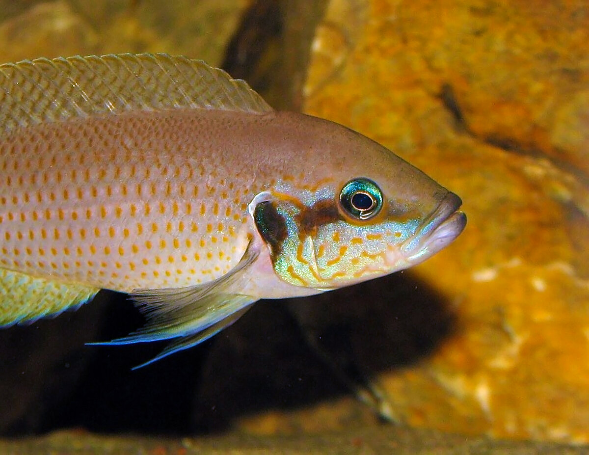 Neolamprologus brichardi