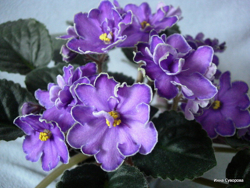 King's Treasure, сорт 1989 года. Селекционер S.Sorano