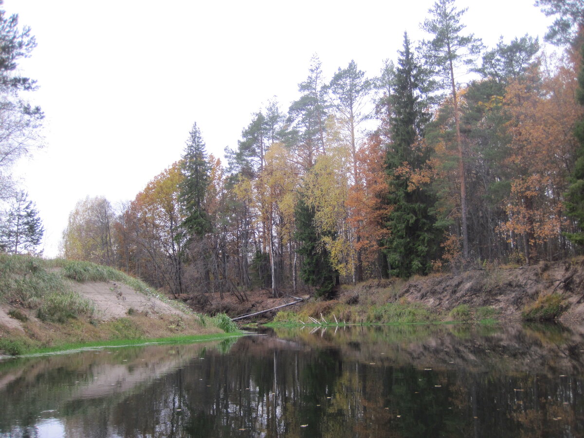 Муромский лес Белгород