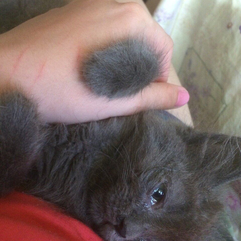 Первая неделя в доме. Котенок еще достаточно пуглив и глазки больные.