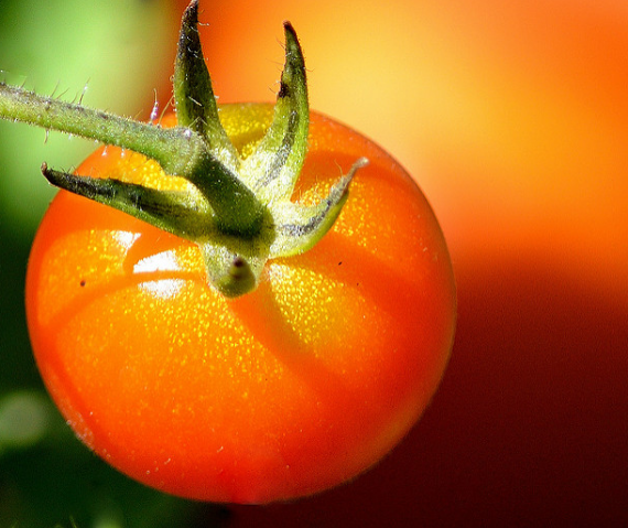 Самые урожайные сорта томатов для теплицы: описание, фото, отзывы