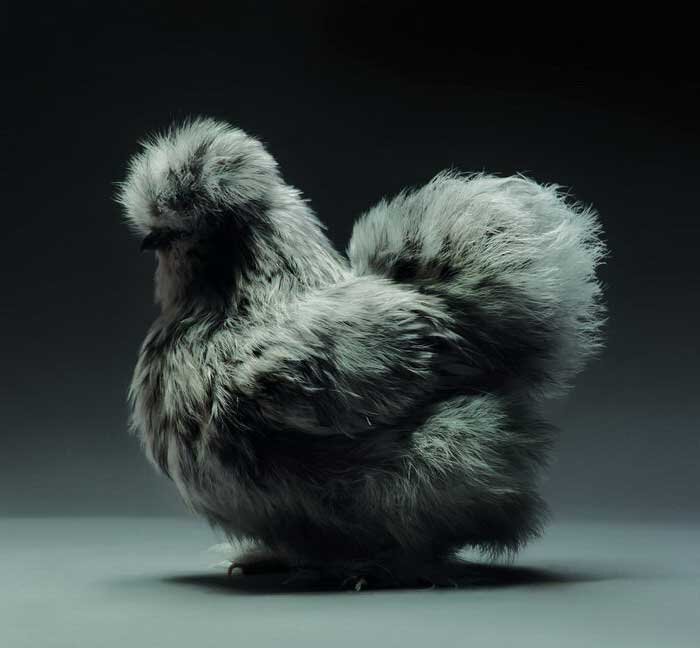 Ничего не знаю - это мой привычный вид.