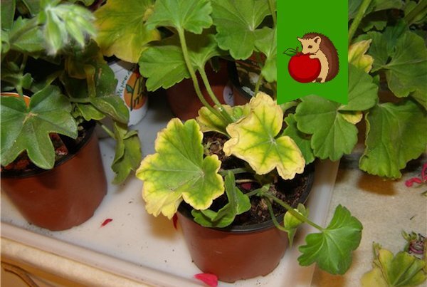 Фото: https://podkormka.guru/wp-content/auploads/422221/fullsize.jpg