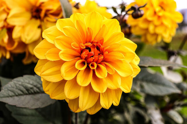 Желтый сорт