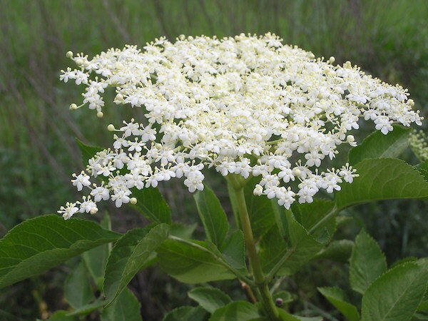 Фото: http://upload.wikimedia.org/wikipedia/commons/a/ad/Ab_plant_1457.jpg