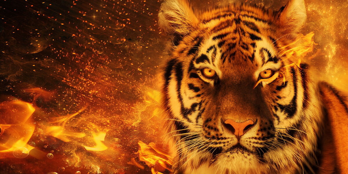  5 февраля 2019, в день Новолуния, по китайскому календарю официально наступает год Желтой Земляной Свиньи. А покровителем месяца будет Огненный Тигр, резкий и непредсказуемый.