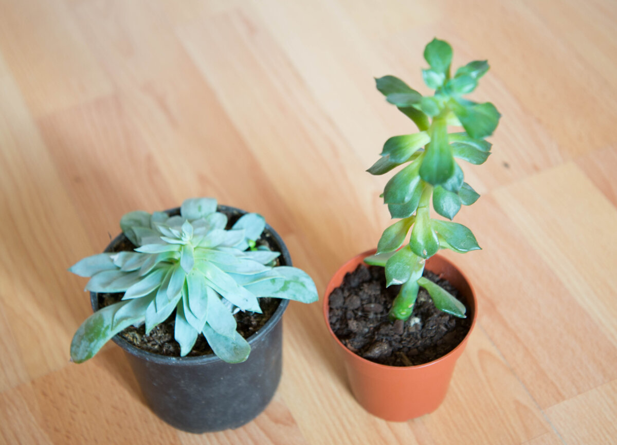 Жертвы нехватки света