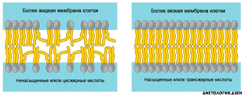 Слева - клетка легко сообщается со средой через жидкую мембрану, справа - последствия встраивания в систему трансжиров, связь затруднена
