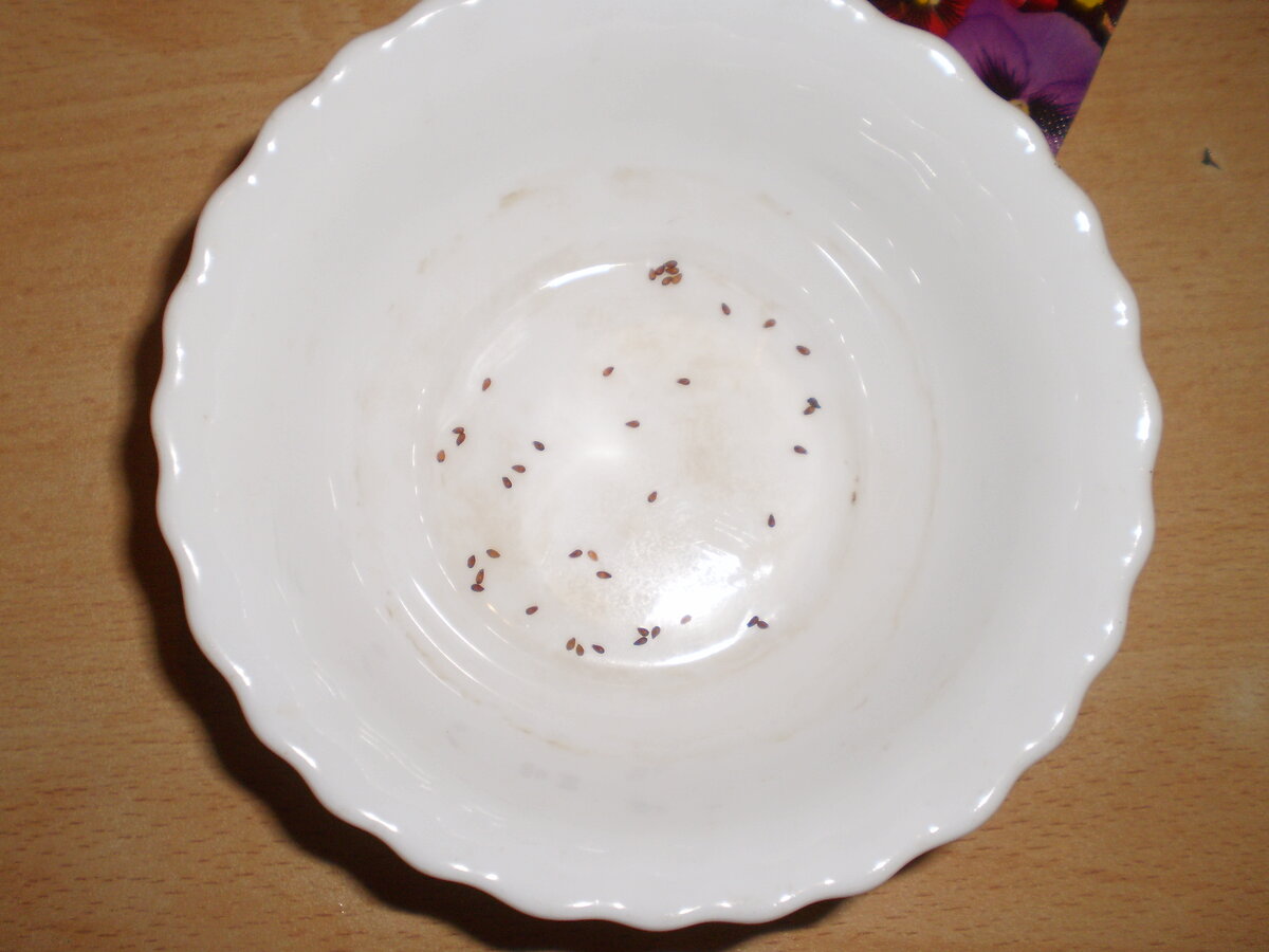 Фото автора. Семена виолы