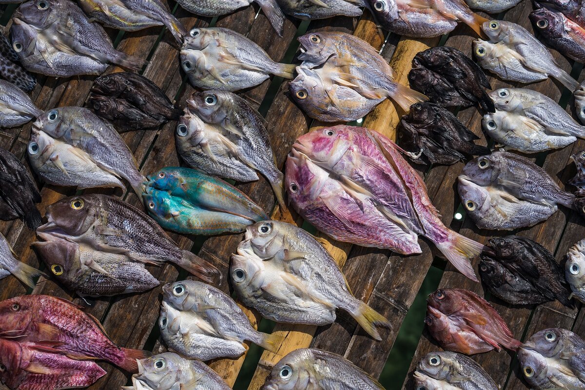 Приснилась сушеная рыба - к чему бы это❔ | Snitsya.com - к чему снится сон?  | Дзен