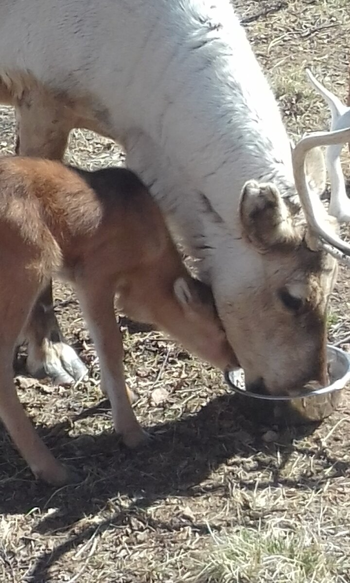 Олененок Вершок и мама-олениха Луна. питомник ездовых оленей "Северное сияние", 2018г 