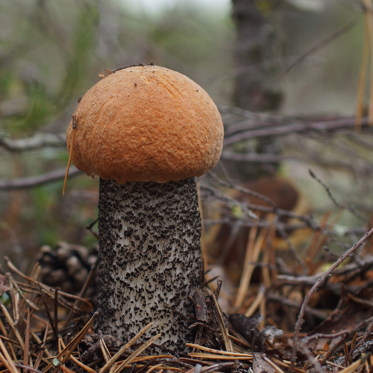 красноголовик гриб фото