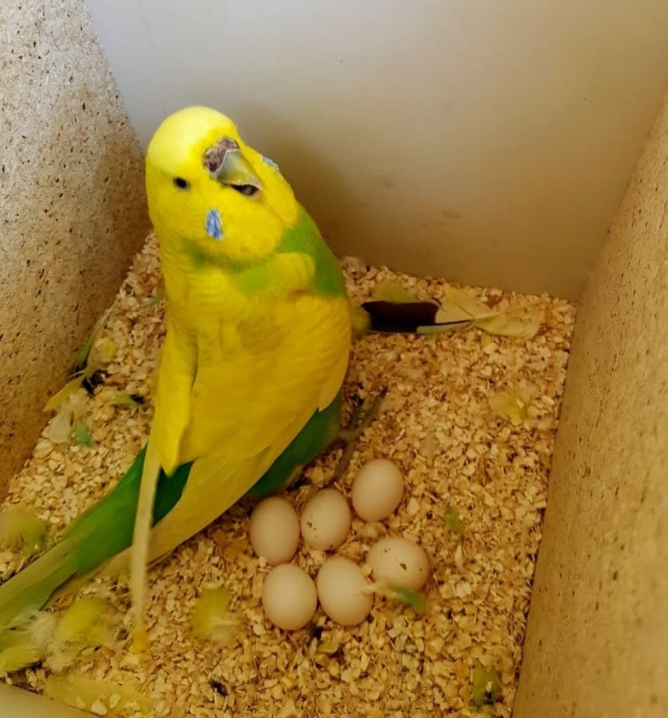 Домик (гнездо) для волнистых попугаев: как правильно сделать?