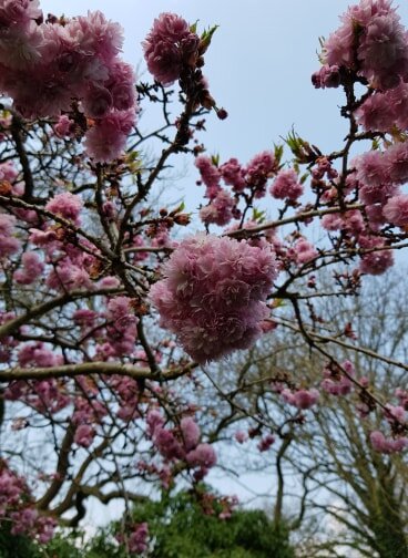Яндекс картинки. Весна была в разгаре. Всё цвело вокруг, солнце сияло, птицы весело пели!