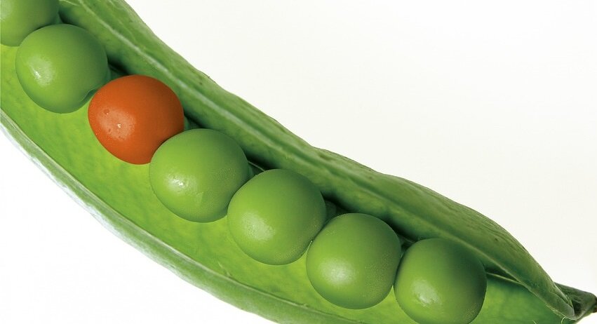 Фото: https://pixabay.com/ru